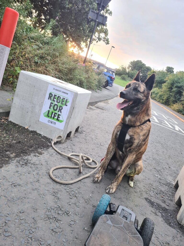 Picture of a dog panting with his lead